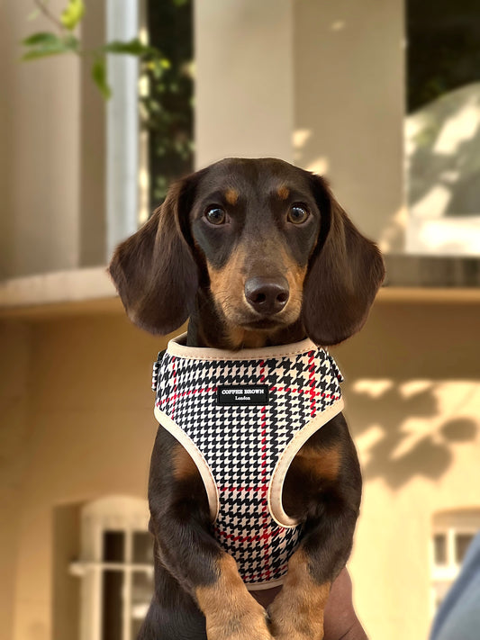 Conjunto Wynne Essential