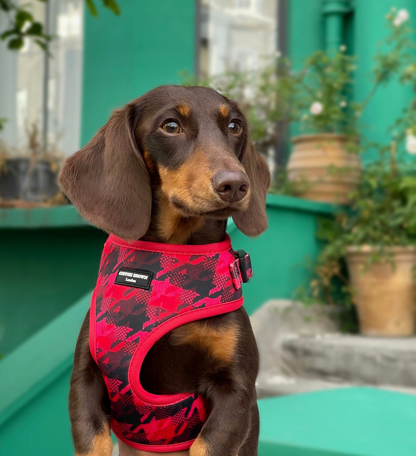 Conjunto Velgrace Signature